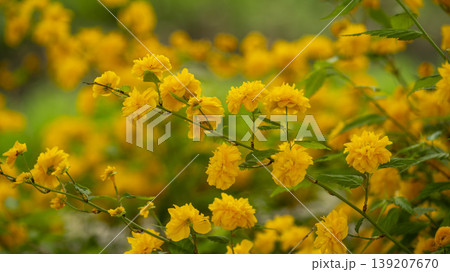 Kerria japonica Kerria japonica 139207670