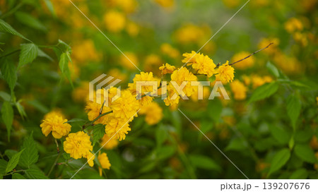 Kerria japonica Kerria japonica 139207676
