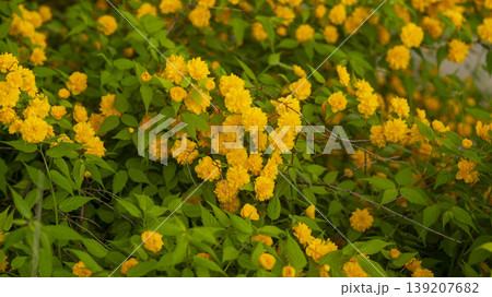 Kerria japonica Kerria japonica 139207682