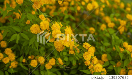 Kerria japonica Kerria japonica 139207683