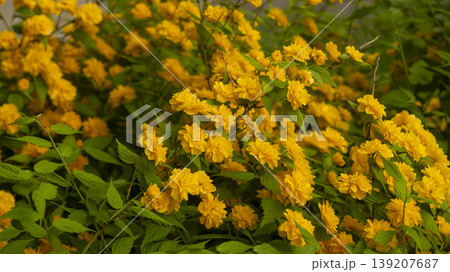 Kerria japonica Kerria japonica 139207687