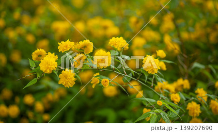 Kerria japonica Kerria japonica 139207690