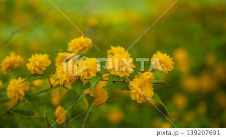 Kerria japonica  139207691