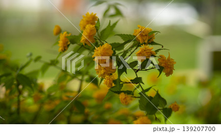 Kerria japonica Kerria japonica 139207700