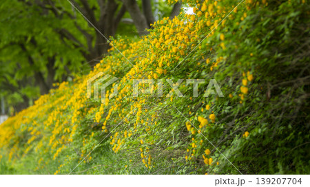 Kerria japonica  139207704