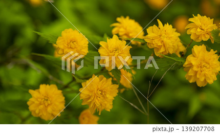 Kerria japonica Kerria japonica 139207708