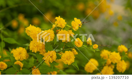 Kerria japonica Kerria japonica 139207710