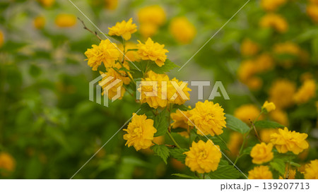 Kerria japonica Kerria japonica 139207713