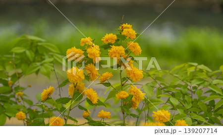 Kerria japonica Kerria japonica 139207714