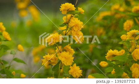 Kerria japonica Kerria japonica 139207715