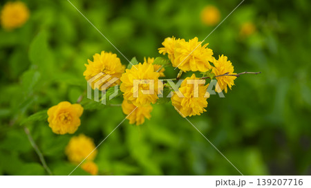 Kerria japonica Kerria japonica 139207716