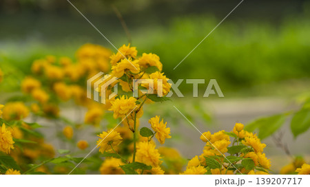 Kerria japonica Kerria japonica 139207717