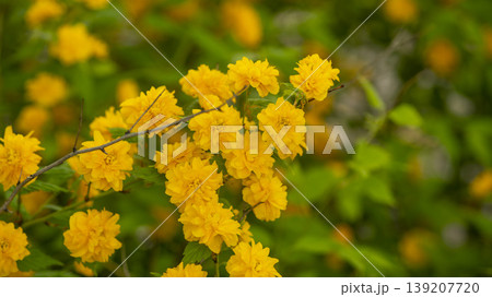 Kerria japonica Kerria japonica 139207720