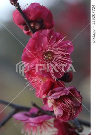 赤い梅の花 赤い梅の花 139207724