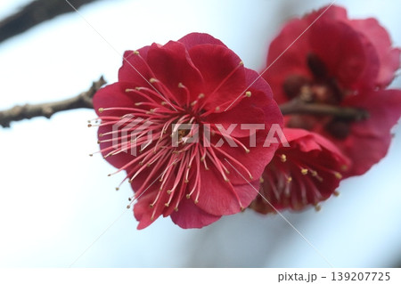 赤い梅の花 赤い梅の花 139207725
