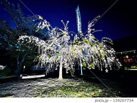 京都・妙顕寺の夜桜 139207734