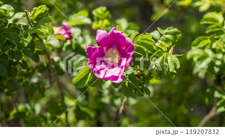 Rose of Sharon Rose of Sharon 139207832