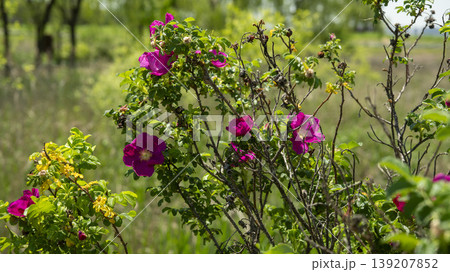 Rose of Sharon Rose of Sharon 139207852