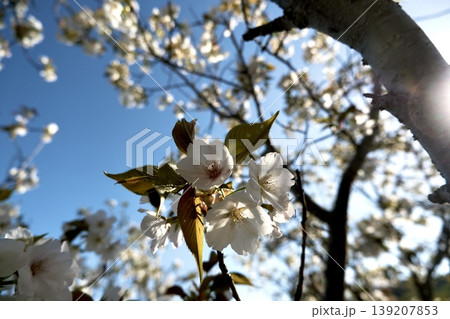 青空と逆光に輝く白い桜の花の春らしい風景 139207853