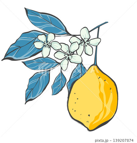 Hand drawn illustration of an elegant lemon fruit on a branch with flowers and leaves in black line art style on white background. Botanical citrus composition for logo design, wedding invitations and Hand drawn illustration of an elegant lemon fruit on a branch with flowers and leaves in black line art style on white background. Botanical citrus composition for logo design, wedding invitations and 139207874