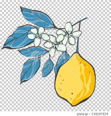 Hand drawn illustration of an elegant lemon fruit on a branch with flowers and leaves in black line art style on white background. Botanical citrus composition for logo design, wedding invitations and Hand drawn illustration of an elegant lemon fruit on a branch with flowers and leaves in black line art style on white background. Botanical citrus composition for logo design, wedding invitations and 139207874