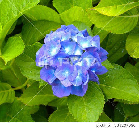 梅雨のイメージ写真 紫陽花 139207980