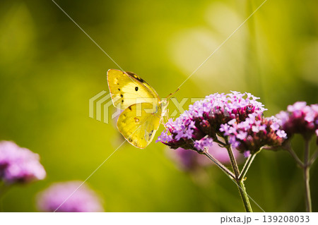 紫色の花にとまるモンキチョウ 紫色の花にとまるモンキチョウ 139208033