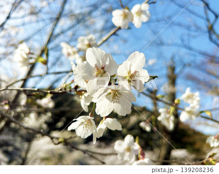 青空に映える桜 青空に映える桜 139208236