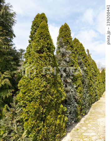 Tall coniferous arborvitae trees planted in a line under a blue sky. Tall coniferous arborvitae trees planted in a line under a blue sky. 139208441