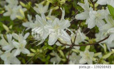 Azaleas Azaleas 139208485