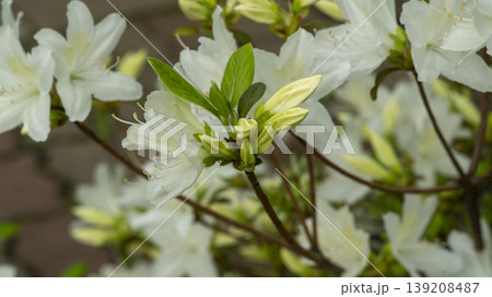 Azaleas Azaleas 139208487