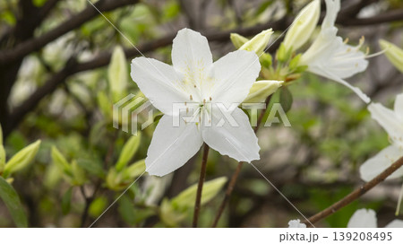 Azaleas Azaleas 139208495