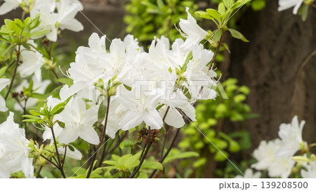 Azaleas Azaleas 139208500