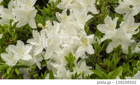 Azaleas Azaleas 139208502