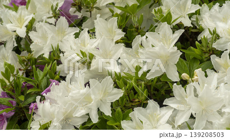 Azaleas 139208503