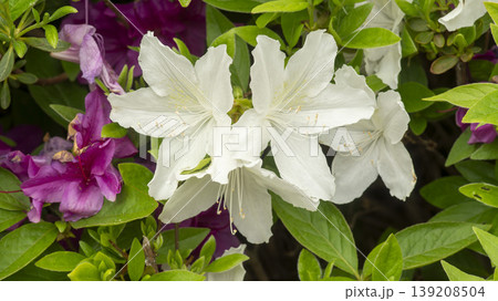 Azaleas Azaleas 139208504