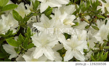 Azaleas Azaleas 139208506