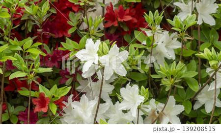 Azaleas 139208515