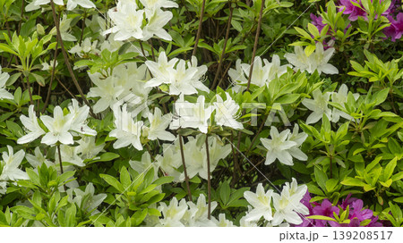Azaleas Azaleas 139208517