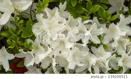 Azaleas Azaleas 139208521
