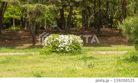 Azaleas Azaleas 139208525