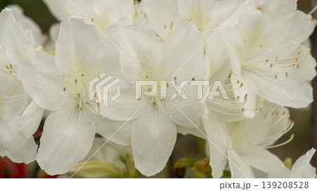 Azaleas Azaleas 139208528