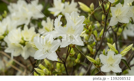Azaleas 139208532