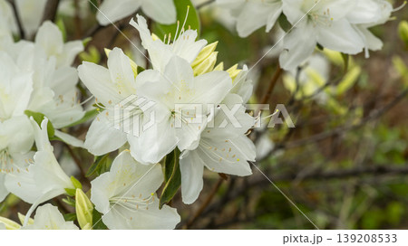 Azaleas Azaleas 139208533