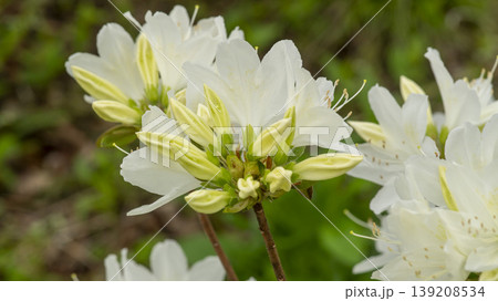 Azaleas 139208534