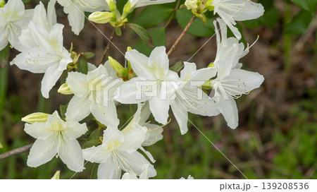 Azaleas Azaleas 139208536