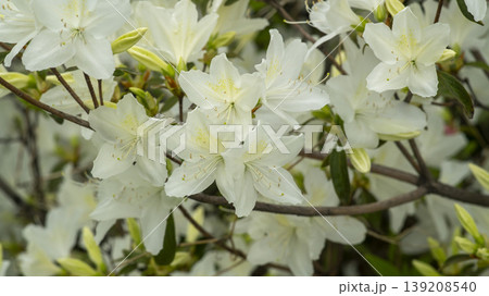 Azaleas Azaleas 139208540