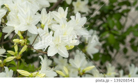 Azaleas Azaleas 139208541