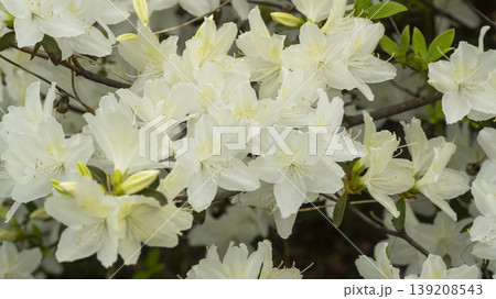 Azaleas 139208543