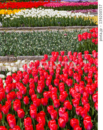 a decorative tulip bed with mixed warm colors. a decorative tulip bed with mixed warm colors. 139208557
